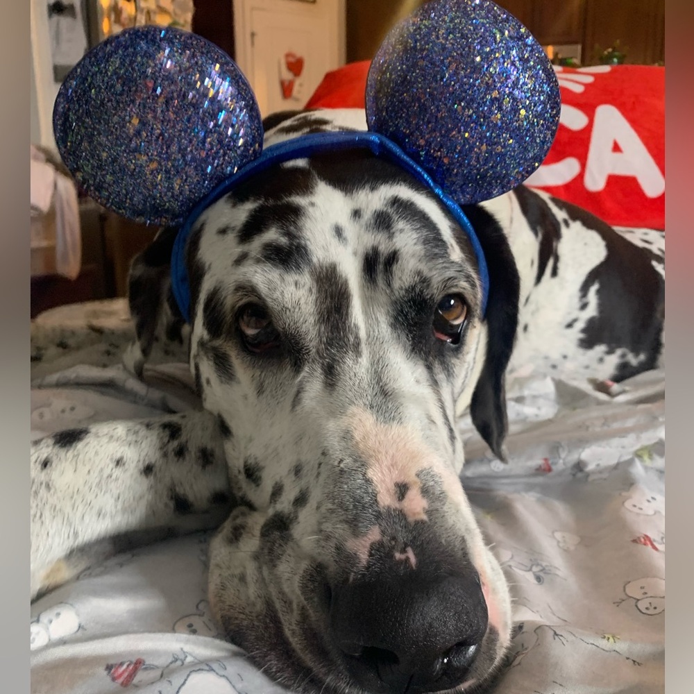 Disney Parks Blue Sparkle Minnie Ears Adjustable Headband XXL dog size